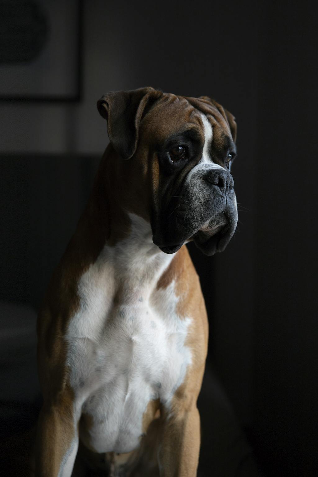 Closeup Photography of Tan and White Boxer